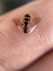 Formicinae