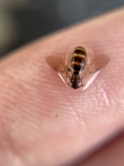 Formicinae