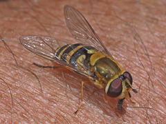 Syrphus