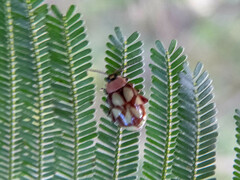 Omophoita magniguttis