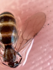 Formicinae