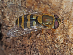 Syrphus