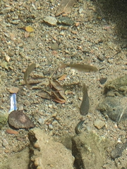 Systomus orphoides