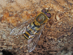 Syrphus