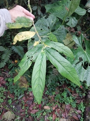 Columnea medicinalis