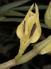 Columnea medicinalis
