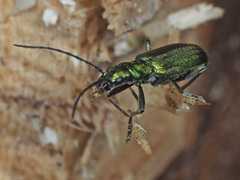 Chrysanthia viridissima