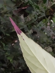 Columnea medicinalis