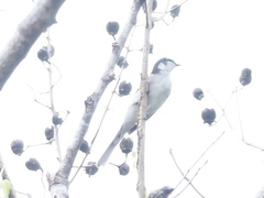 Pericrocotus cantonensis