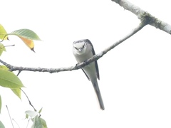 Pericrocotus cantonensis