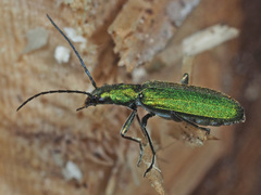 Chrysanthia viridissima