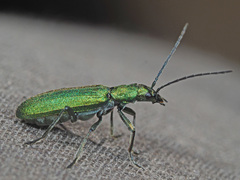 Chrysanthia viridissima