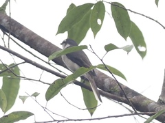 Pericrocotus cantonensis