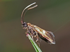 Cauchas fibulella