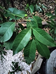 Glycosmis parviflora