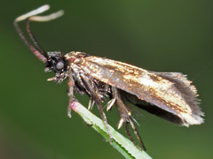 Cauchas fibulella