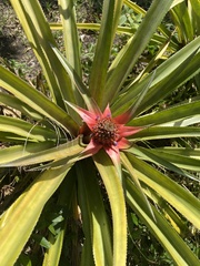Ananas comosus
