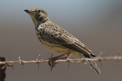 Galerida magnirostris