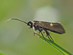 Cauchas fibulella