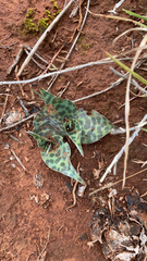 Ledebouria ovatifolia