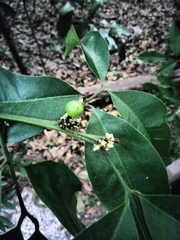 Glycosmis parviflora