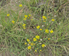 Xanthisma spinulosum pinnatifida