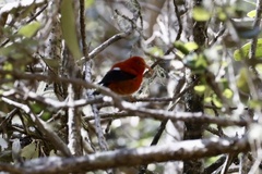 Drepanis coccinea