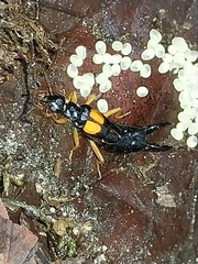 Carcinophora americana