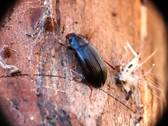 Helopini