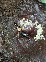 Carcinophora americana