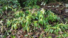 Miconia mirabilis