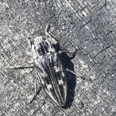 Chalcophora mariana