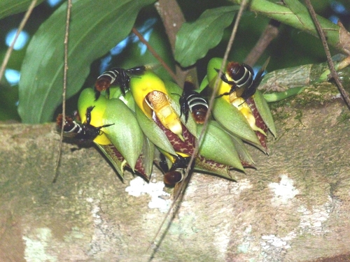 Catasetum macrocarpum, photograph 5