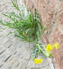 Diplotaxis tenuifolia