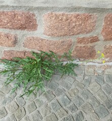 Diplotaxis tenuifolia