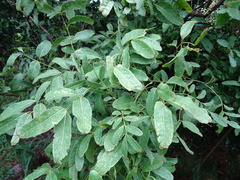Lepidocupania glomeriflora