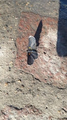 Melanis acroleuca acroleuca