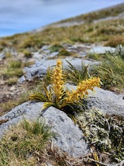 Aciphylla