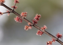 Acer rubrum