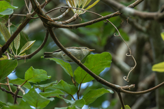 Phylloscopus plumbeitarsus