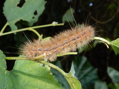 Spilarctia subcarnea