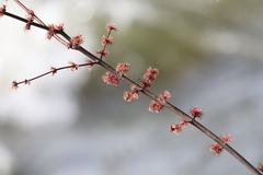 Acer rubrum