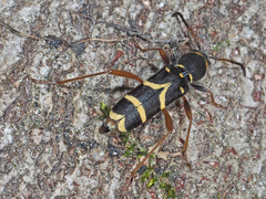 Clytus arietis