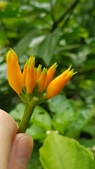 Gurania lobata