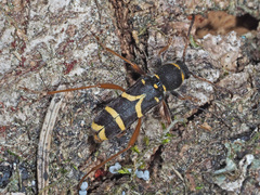 Clytus arietis