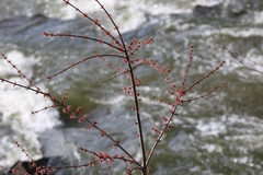 Acer rubrum