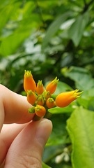 Gurania lobata