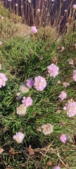 Armeria welwitschii