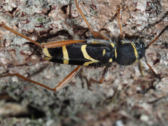 Clytus arietis