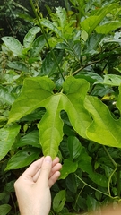 Gurania lobata